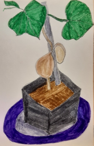 BananaSquashbabyplant